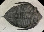 Bumpy Zlichovaspis Trilobite - Great Eye Facets #65818-1
